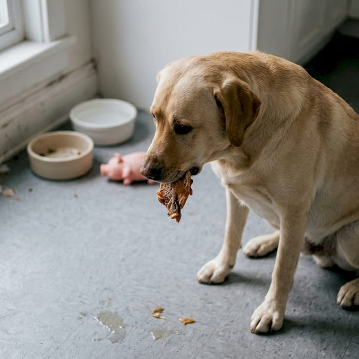 En labrador nyder en sund hundesnack i køkkenet.