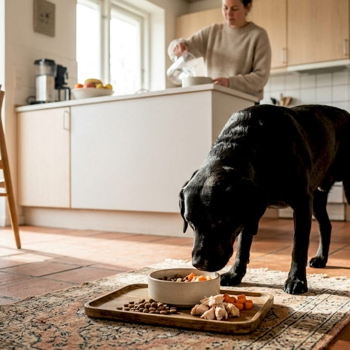 En nysgerrig hund snuser rundt i køkkenet og undersøger forskellige typer foder.