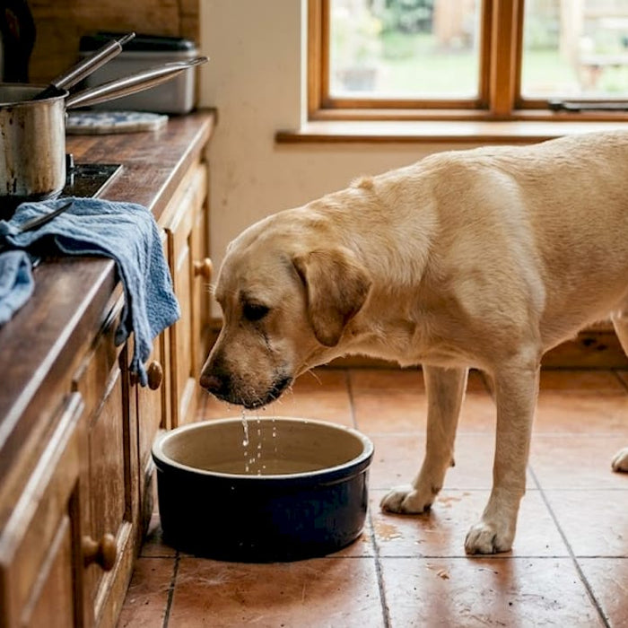 Hunden står i køkkenet og drikker vand af sin skål.