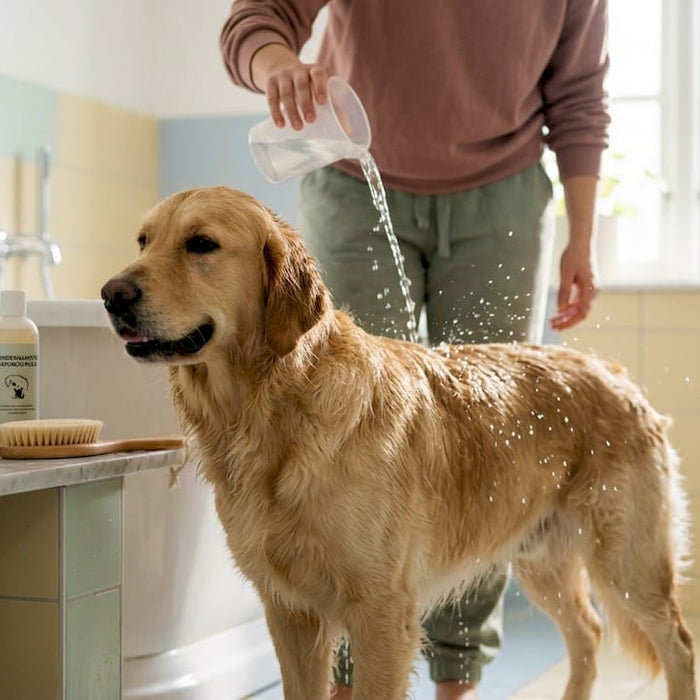 En golden retriever nyder et stille og roligt bad, helt afslappet og veltilpas.