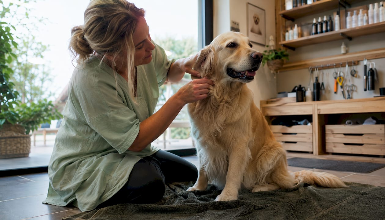 En hundefrisør tjekker hundens hud grundigt under behandlingen i salonen.