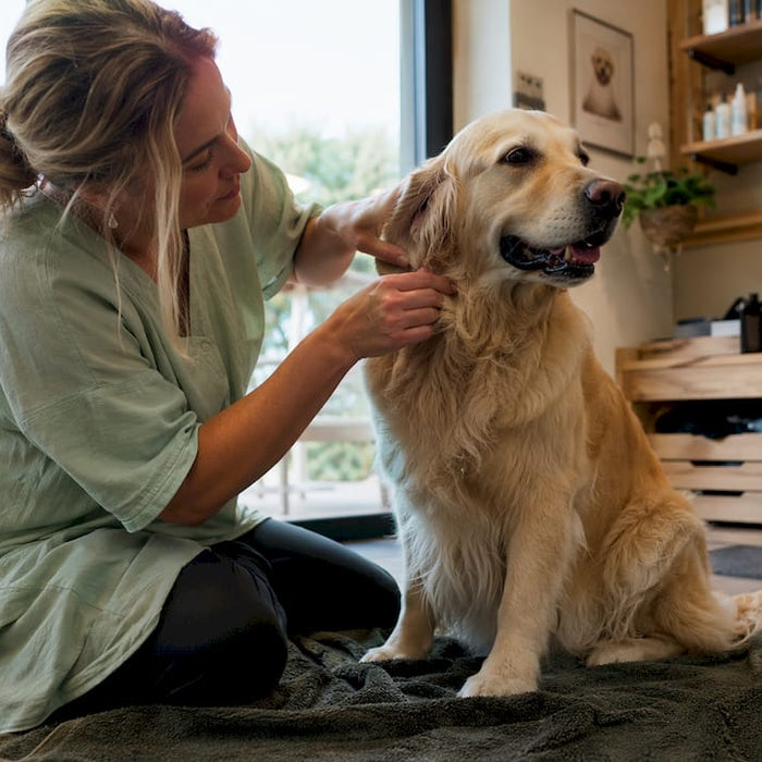 En hundefrisør tjekker hundens hud grundigt under behandlingen i salonen.