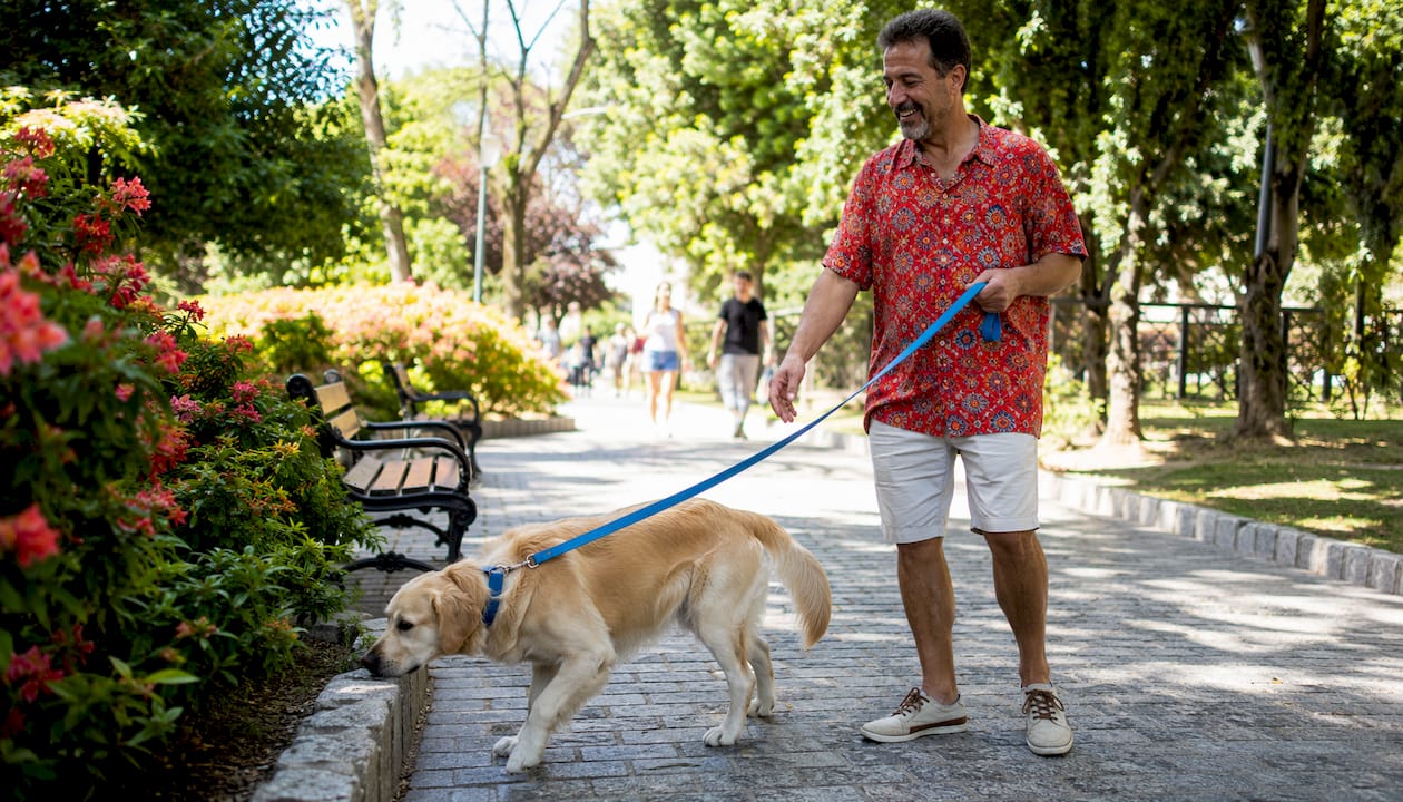 En mand lufter sin golden retriever i parken.
