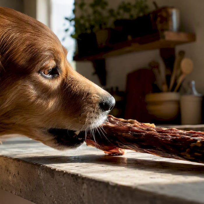 Hund nyder en langsomt tørret kødgodbid