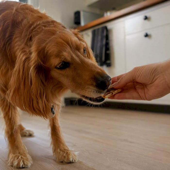 Hund spiser fiskebaseret godbid fra hånden