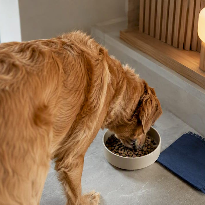 Hund spiser af en skål med afmålt foder