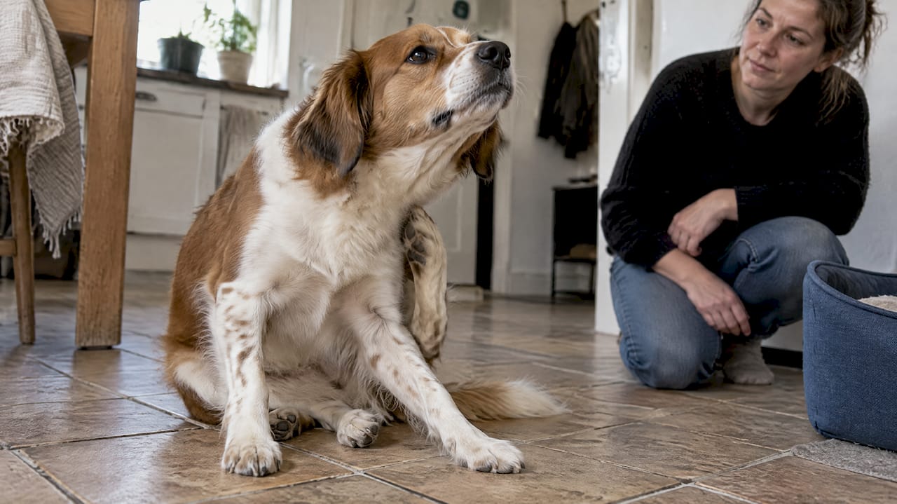 Hunden klør sig under halsen derhjemme