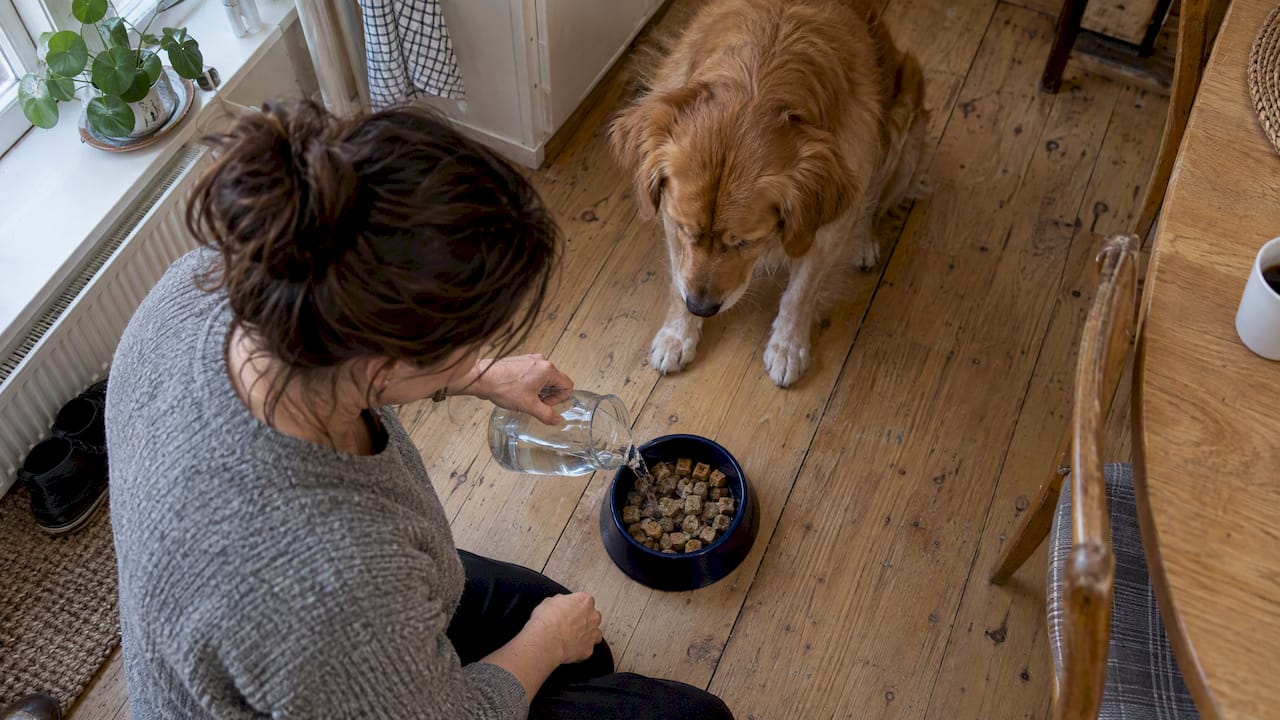 Hund venter på genopblødt frysetørret foder
