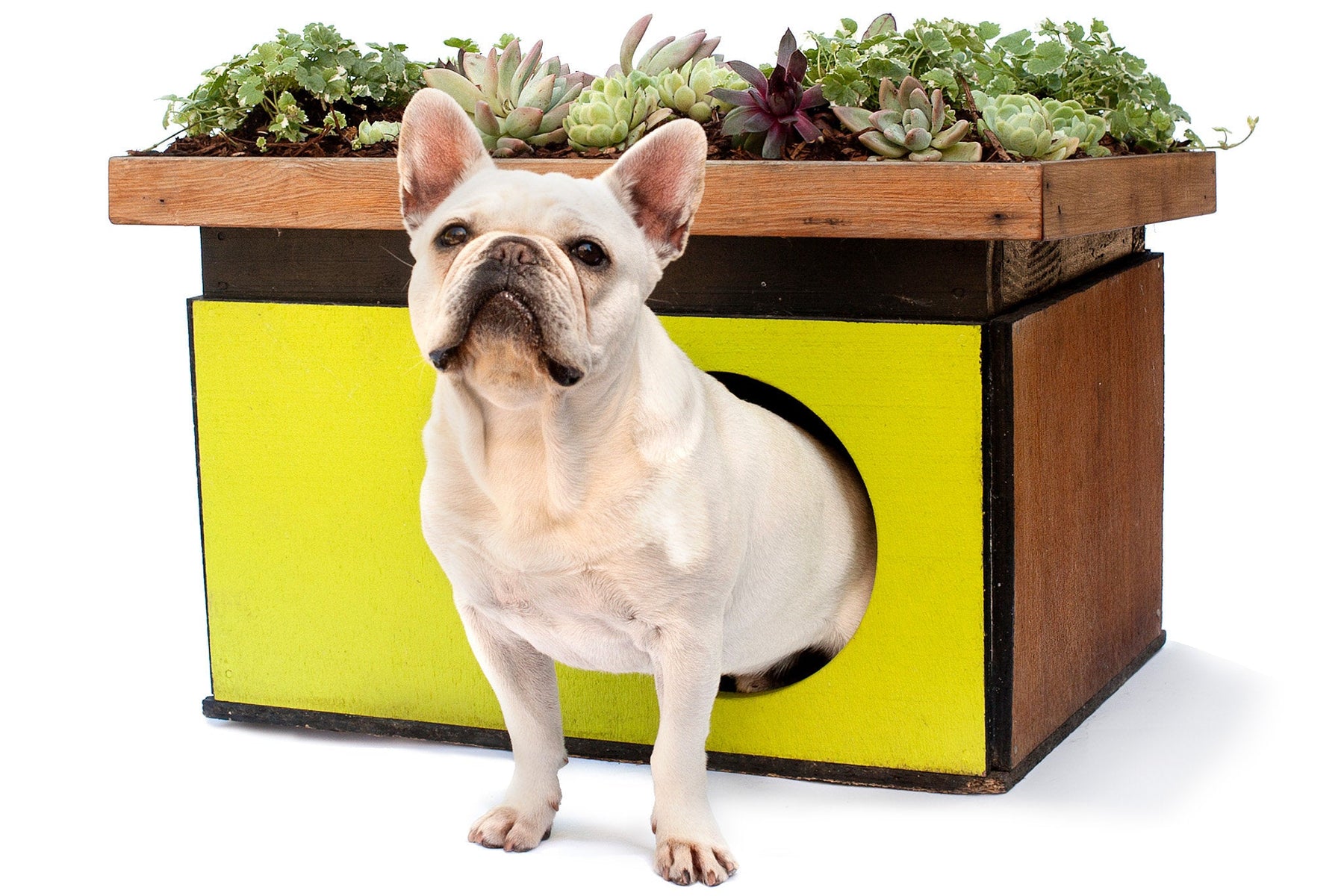 Hundesenge og hundepuder fra Forma Italia