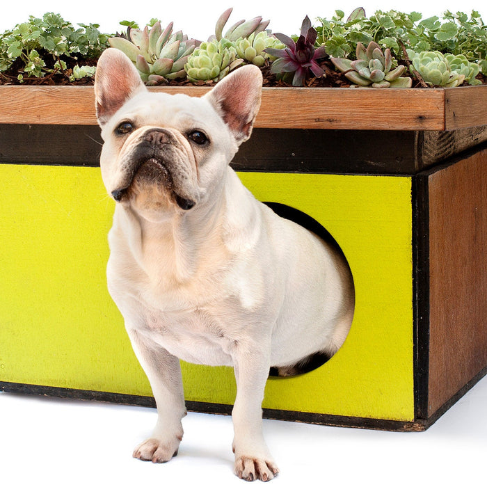 Hundesenge og hundepuder fra Forma Italia