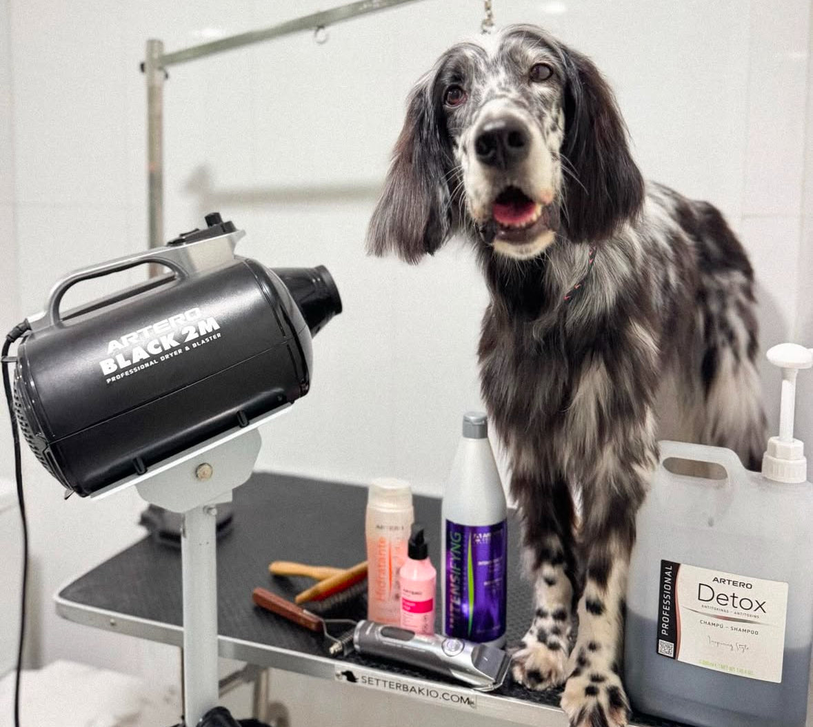 Gearing Up: 20 Must-Have Grooming Tools for Groomers