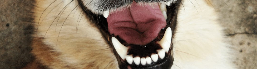 Tandpasta til hunde: Kan jeg bruge sølvholdig tandpasta til en hund med tandsten?