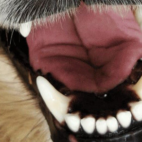 Tandpasta til hunde: Kan jeg bruge sølvholdig tandpasta til en hund med tandsten?