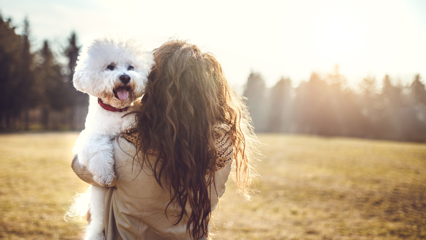 Bichon Frise Pelspleje - Bedste shampoo til Bamseklip og andre frisurer