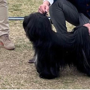 En dag i mit liv: Min 2 årige Tibetanske Terrier Gunhilld med fantastisk pels!?