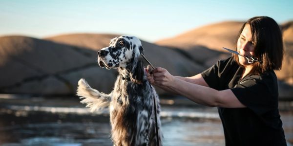 Guide til det perfekte bad - Cocker Spaniel