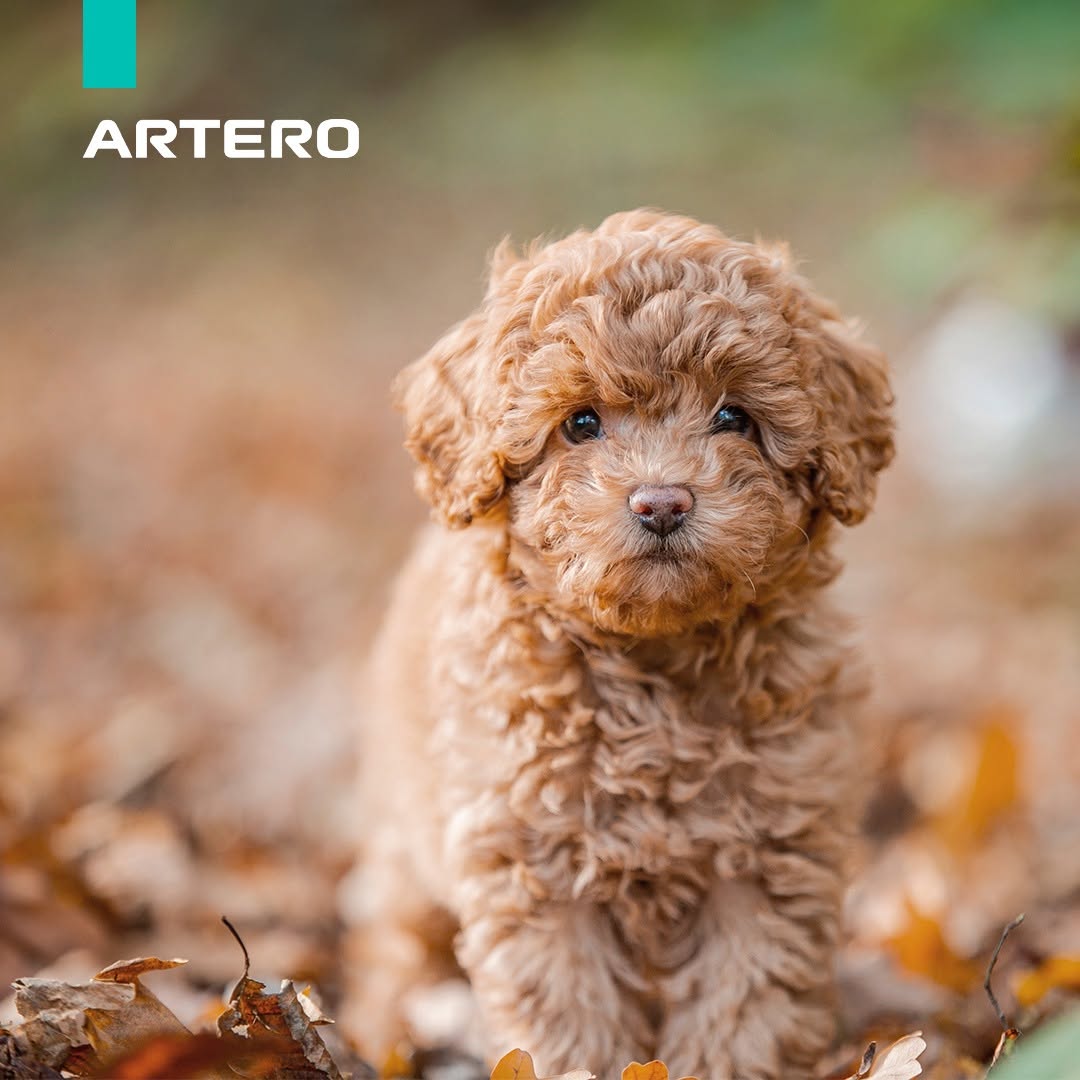Blower Til Hund - Effektive Tørringsløsninger fra Artero.