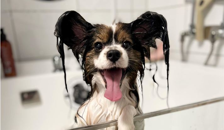 Badekar Til Hund Giver Komfortable Badeoplevelser For Dine Kæledyr i et professionelt hundebadekar