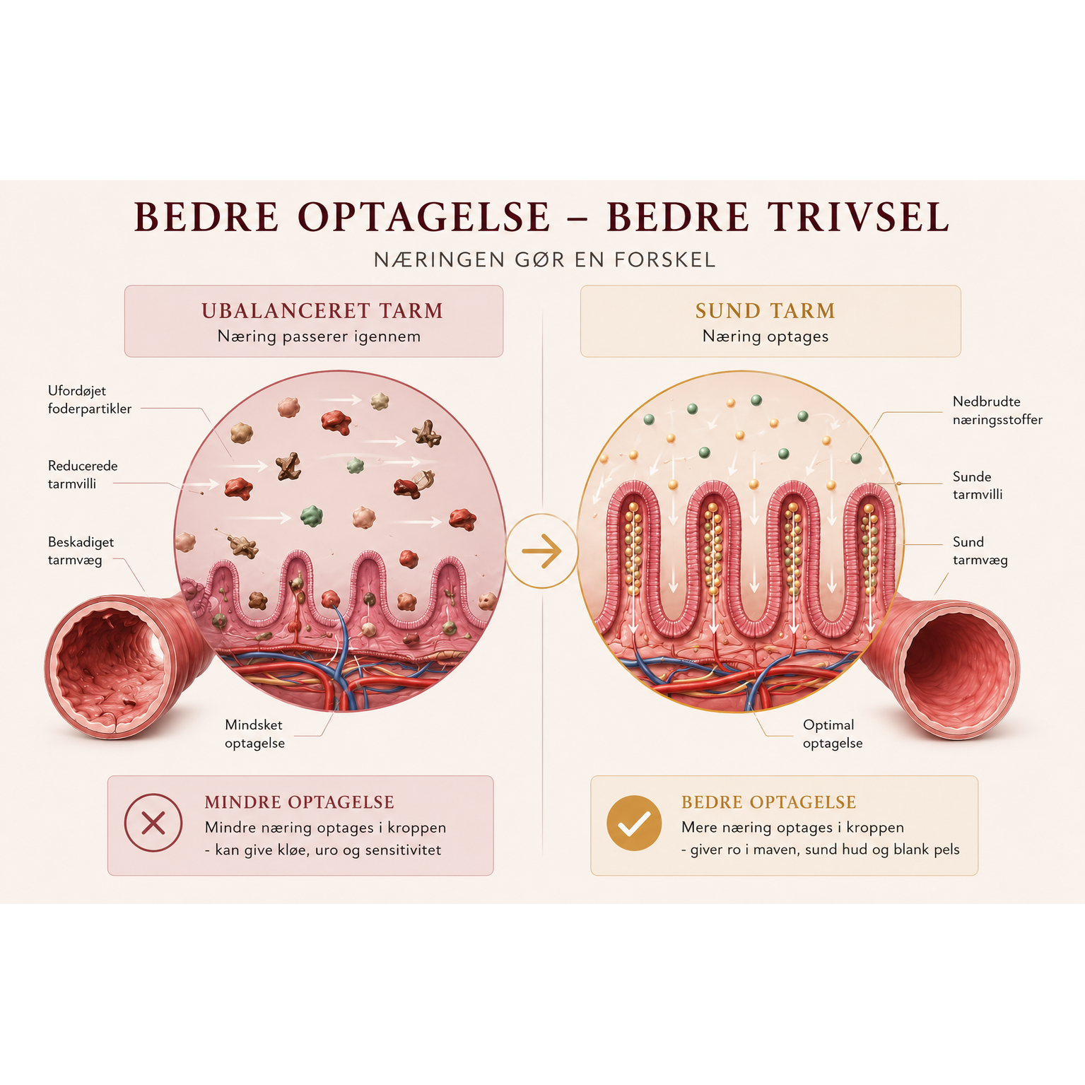 Hypoallergent Hundefoder med Hjort | Kornfri & Sensitiv | Dr. Clauder's