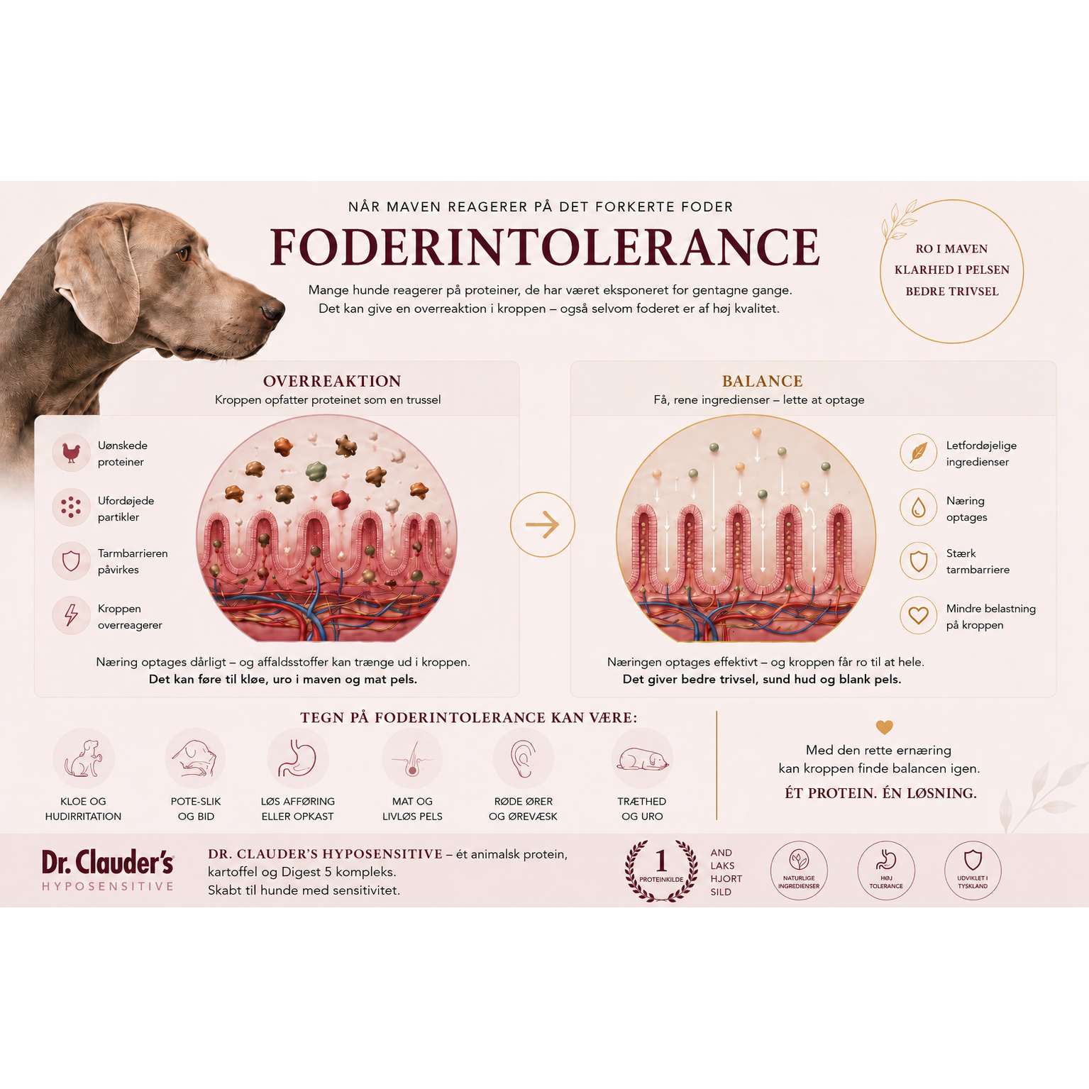2kg Mini And & Kartofler | Kornfrit Hypoallergenic