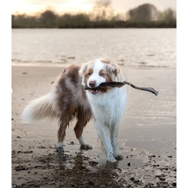 Tørret fisk til hund | Hel Kattehaj | 1stk | Riverwood Tyggeben