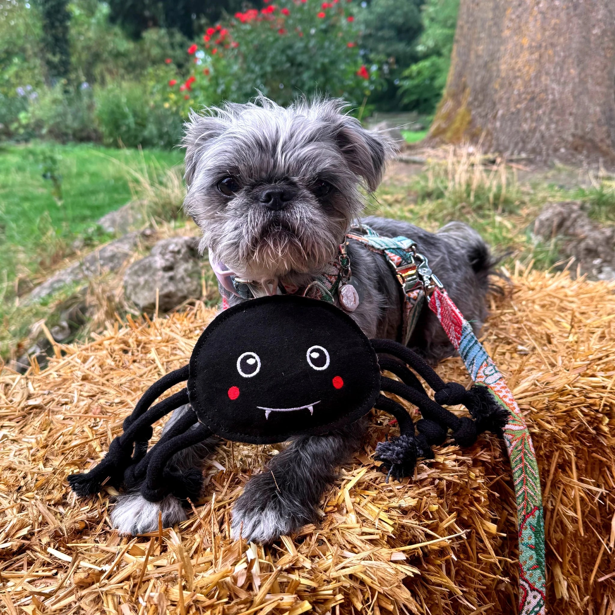 GREEN & WILDS Halloween Edderkop