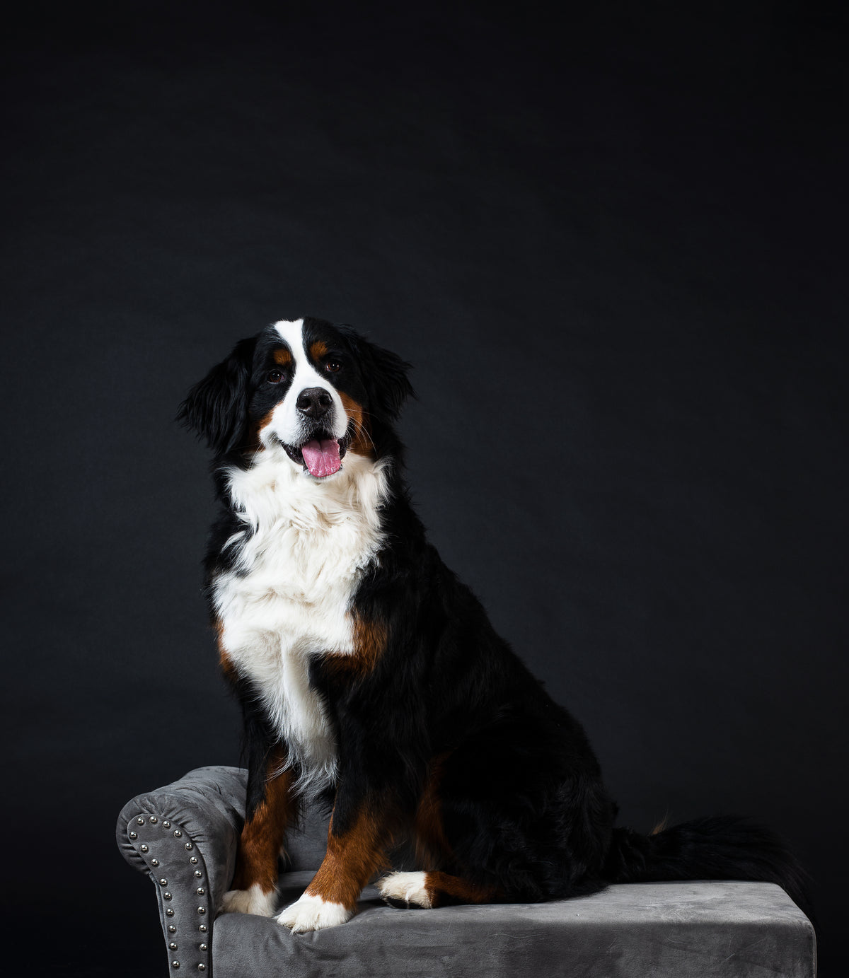 Hundefoder og tandpleje fra Dr.Clauder's