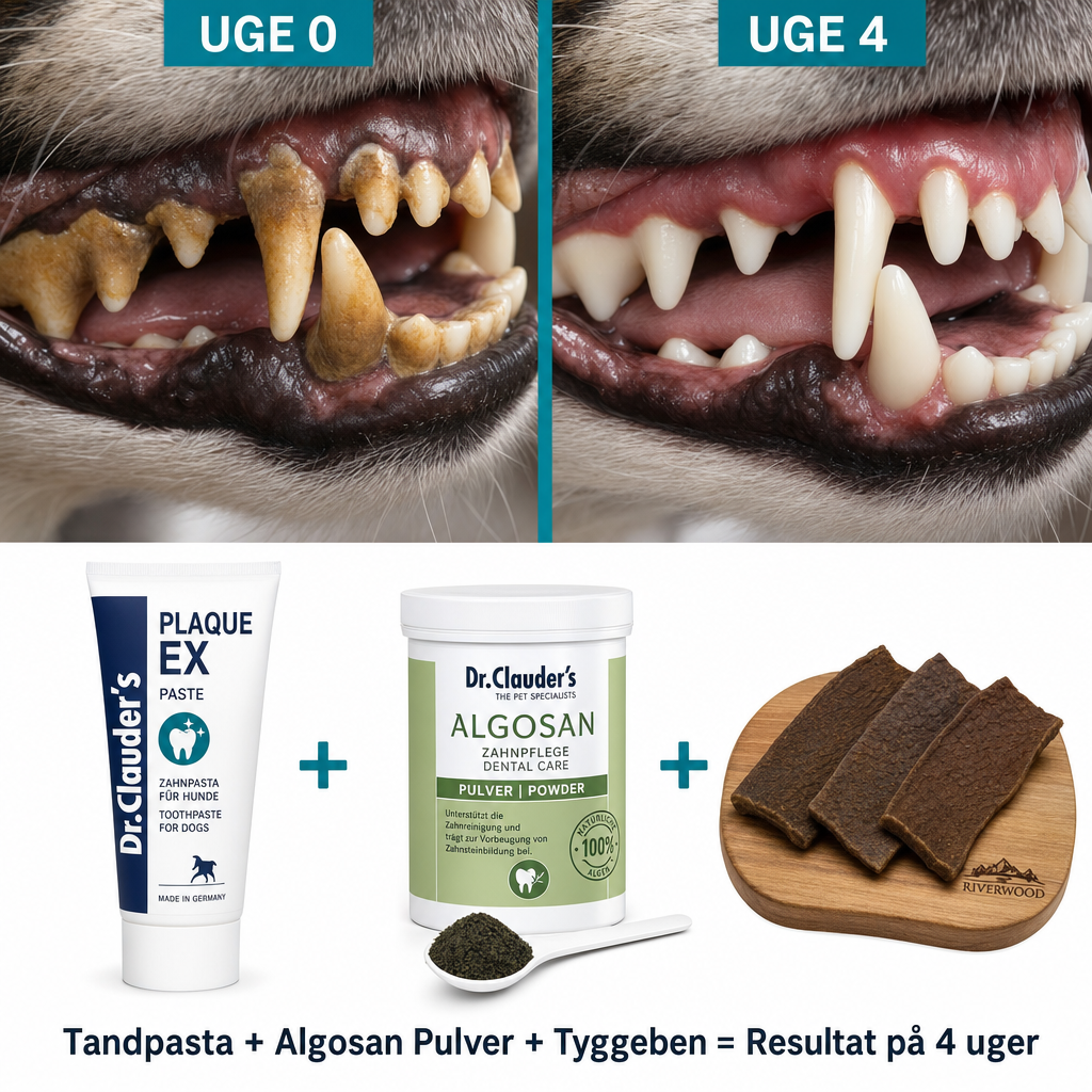 Før og efter — Plaque Ex Tandplejesystem 4 uger: tandpasta, algosan pulver og tyggeben